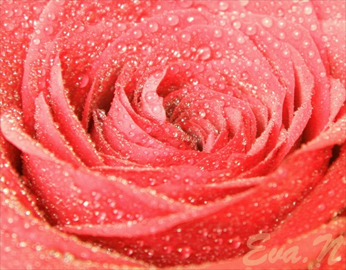 .. detail ruže ..
