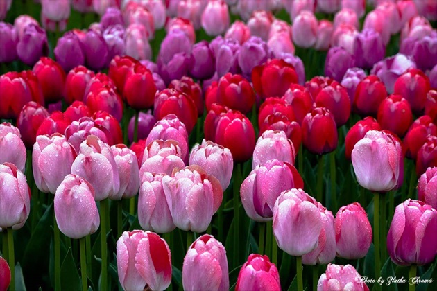 V krajine tulipánov