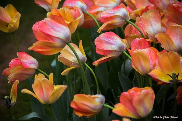 V krajine tulipánov