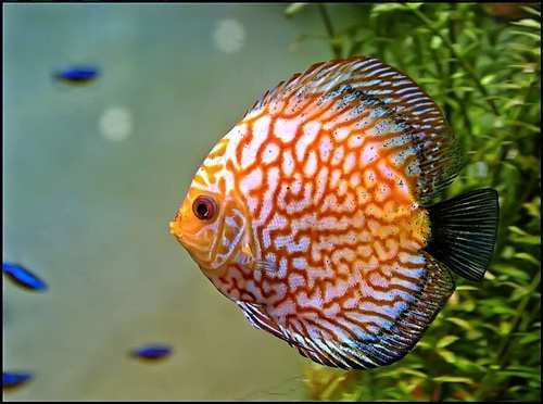 Zlatá rybka....