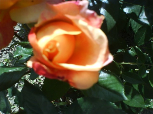 ruža 2