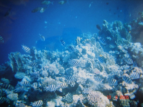 koralový útes
