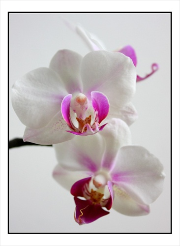 Orchideová