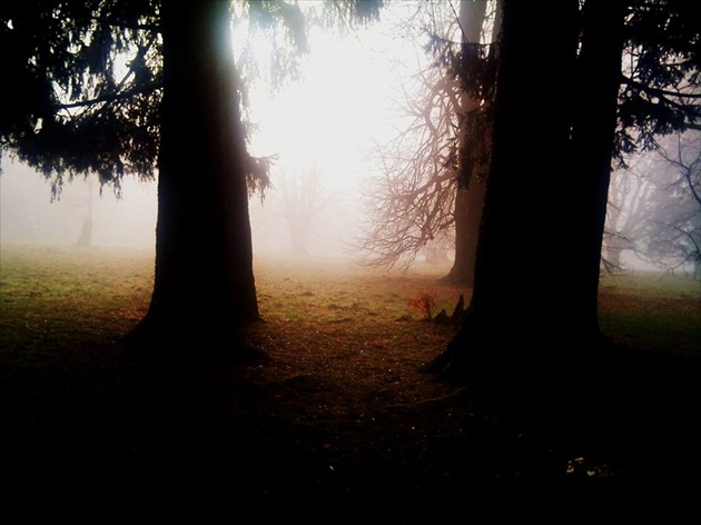stromy v hmle