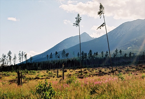 tatranské lesy v júli