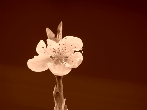 čerešňový kvet