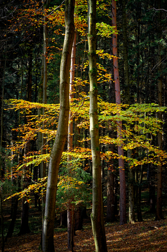 Farebný les