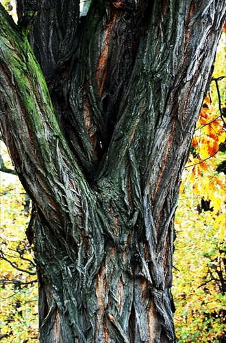 Detail stromu