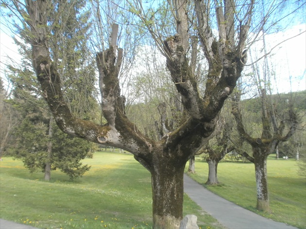 Stromy v parku