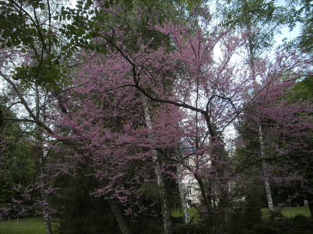 Kvitnúci strom