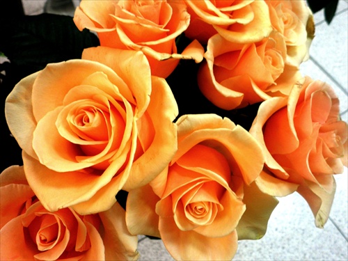Oranžové ruže
