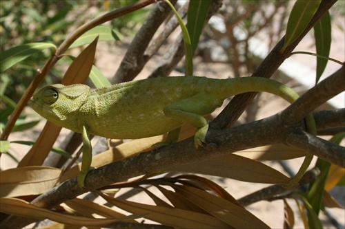 Chameleon - Djerba