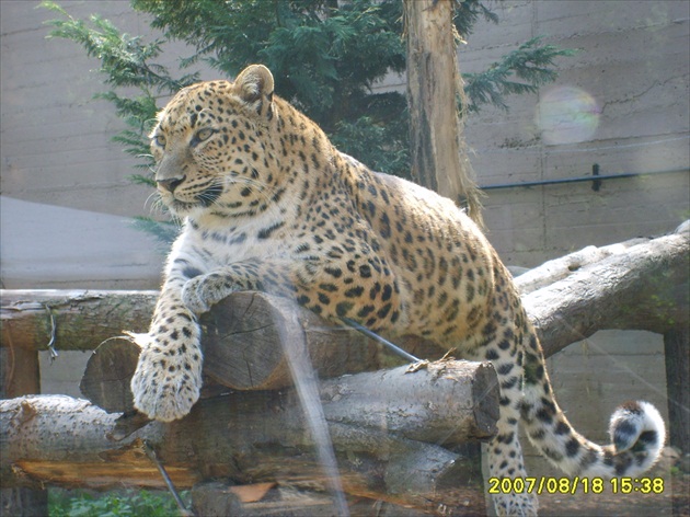 jaguar ako leopard