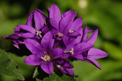 kvet 2