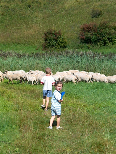 zaháňanie oviec