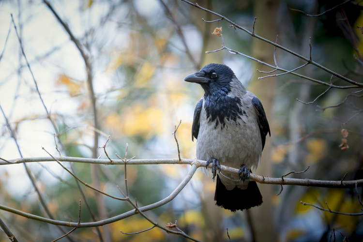 Vsetko pod kontrolou :-)