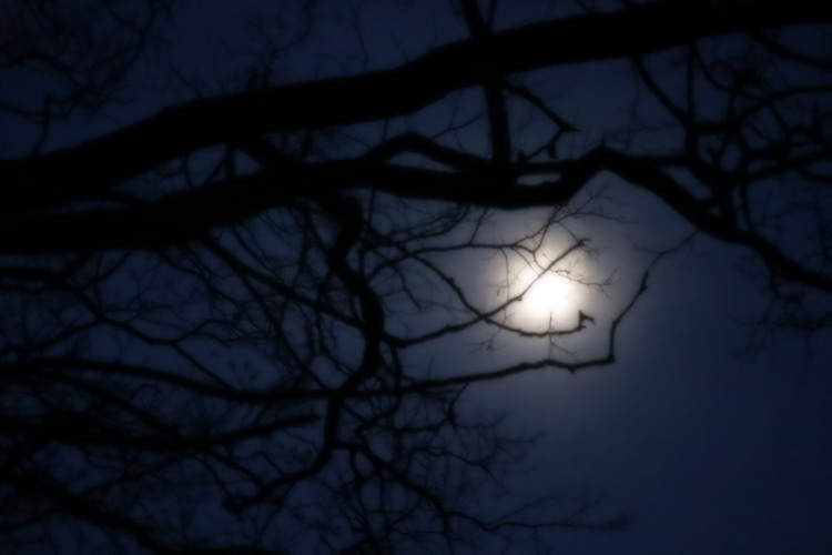 Mesiac pozerá cez konáre 