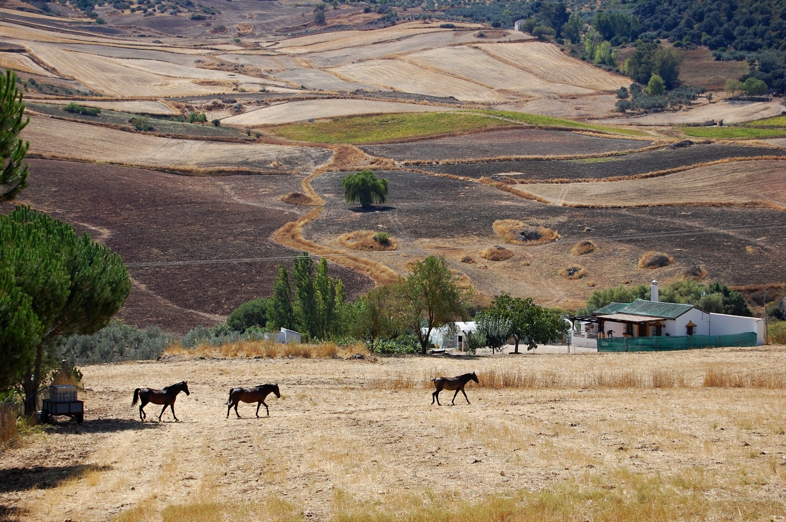 andaluzske kone (Ronda, Spanielsko)