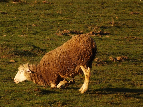 aj ovce sú zavše na kolenách....