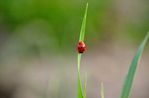V krídlach mi uvidíš západ slnka....