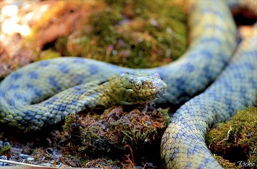 Chvíľa strachu...:)