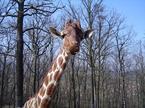 Zvedavá žirafa