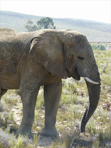 Usmiaty slon