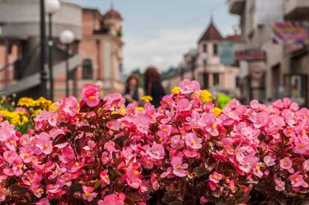 ružomberok…..kvety v meste….