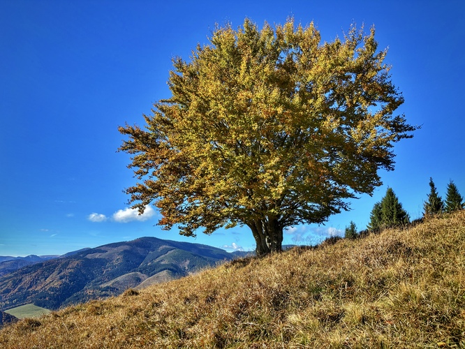 solitér
