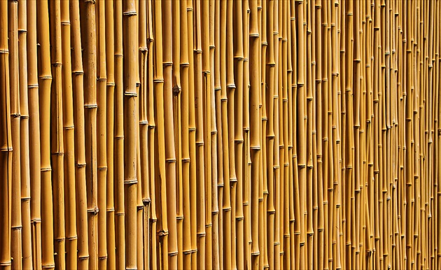 Bambus,bambus,bambus...
