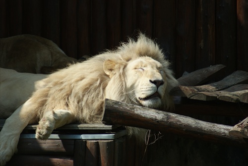 Relax v Zoo