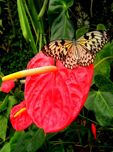 Butterfly likes beauty