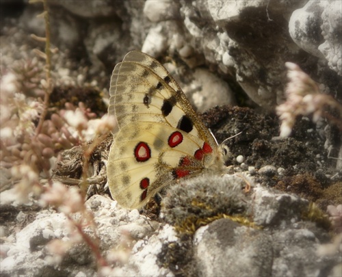 motýľ na skale...