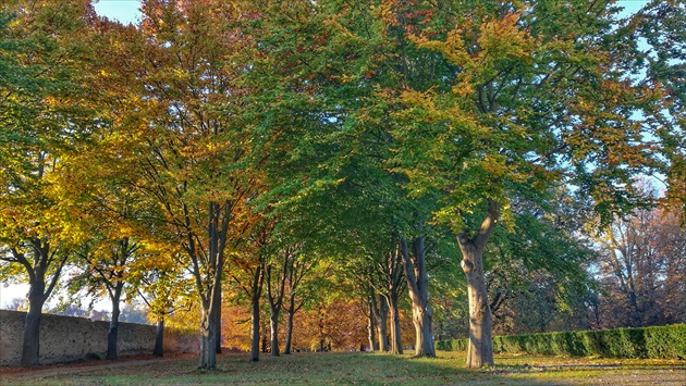 Stromy maľované jesennými farbičkami