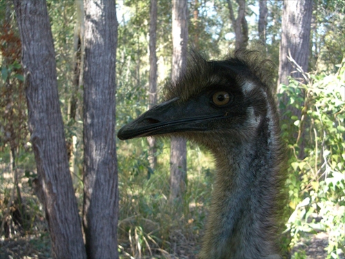 Emu
