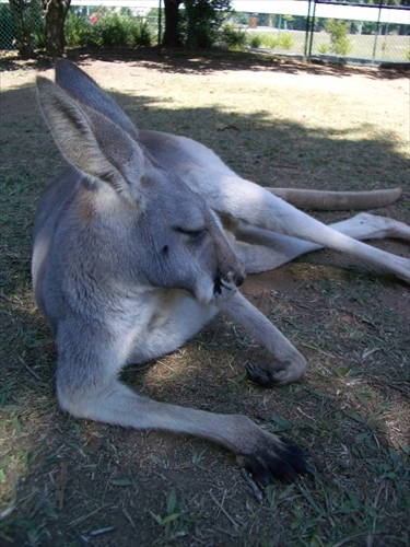 Siesta