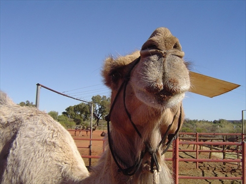 Camel