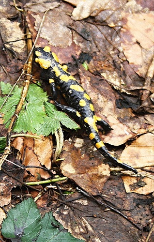 Salamandra Škvrnitá