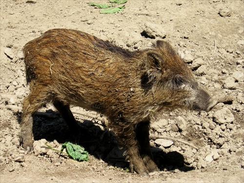 (404) little wild boar