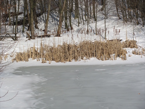 (596) zamrznutý rybníček