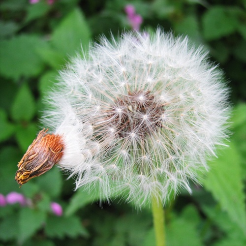 (674) dandelion