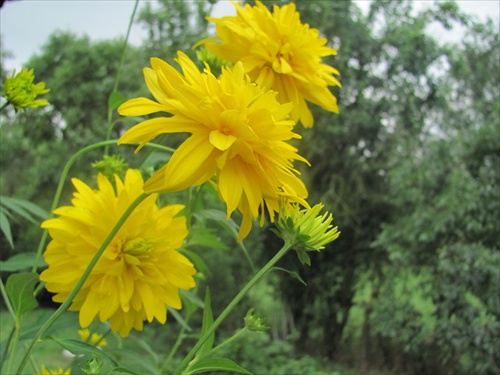 (825) žltý kvet