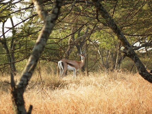 (911) Etiópia , Shalla N.P. - antilopa grantova