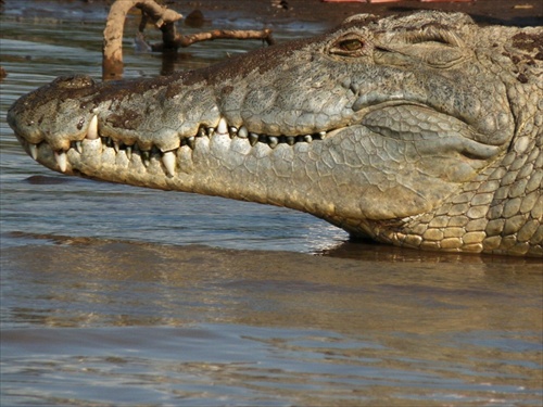 (913) Etiópia, jazero Chammo Nechisar N.P. - krokodílí úsmev