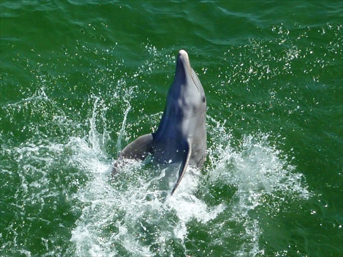 (1222) Čľapkajúcí delfín na voľnom mori