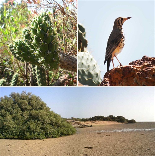 (1296) Eritrea - kaktus + Stumus Vulgaris + mangrove kríky