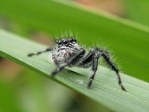 (1320) Pavúčik skákavka čierna - Evarcha Arcu