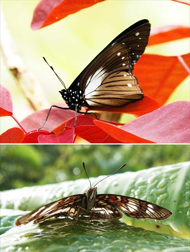 (1323) Afrotropické motýle, dolný je zmoknutý