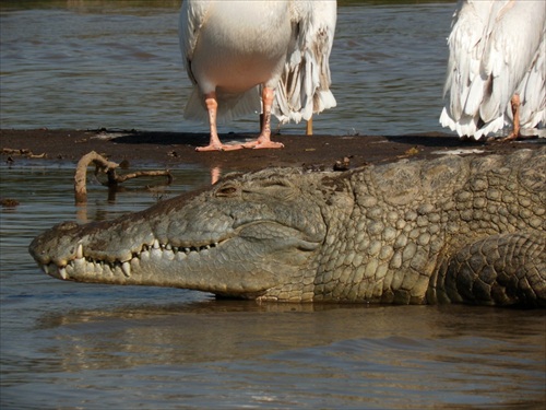 (1345) Nebezpečný krokodíl nílsky (crocodylus niloticus)