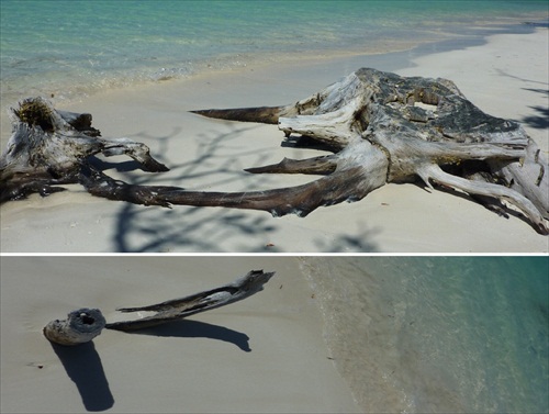 (1396) Vyplavené kusy dreva na pláži